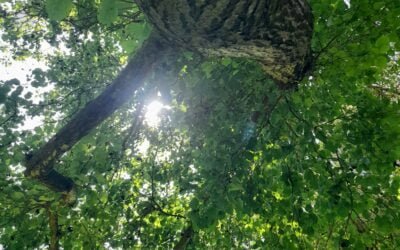 De nos jours, on parle de l&rsquo;I.A, on pourrait parler de l&rsquo;A.I non ?