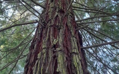 L&rsquo;arbre, son influence dans notre vie sociale et spirituelle