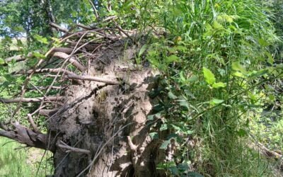 Le déracinement de l&rsquo;homme à la nature, une séparation aux conséquences graves…