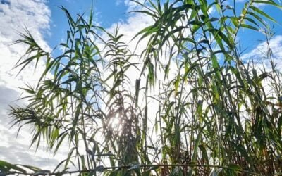 Quelques chiffres…Les bienfaits de la Nature sur notre santé.