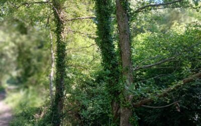 Le TMN ou Trouble du Manque de Nature