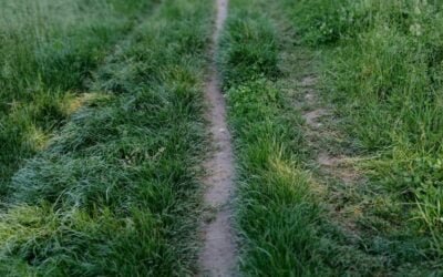 Entre nous : Sur le chemin de l&rsquo;arbre