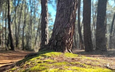 La sophrologie, l&rsquo;écothérapie et la sylvothérapie une alliance puissante