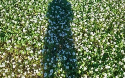 Entre nous : De la sophrologie à l&rsquo;accompagnement en nature